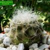 Copiapoa _krainziana _GC298.09 _01